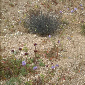 Fleurs