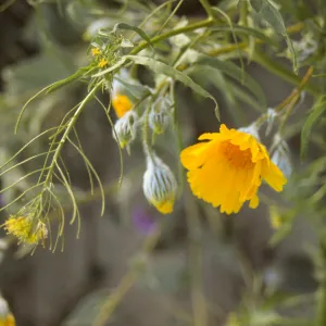Geraea