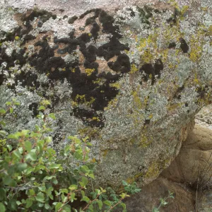 Lichens