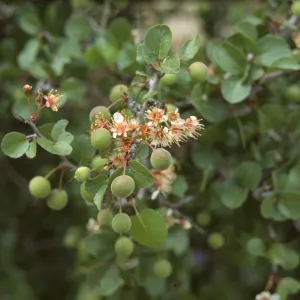 Prunus