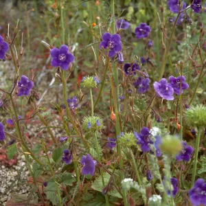 Phacelia minor