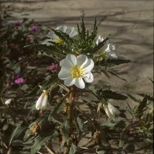 Oenothera deltoides