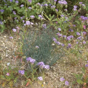 Palafoxia