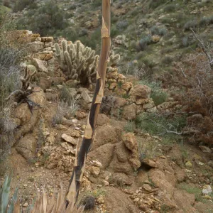 Agave deserti stalk (Desert agave)