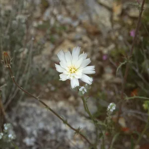Malacothrix