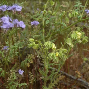 Emmenanthe