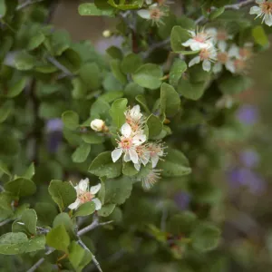 Prunus