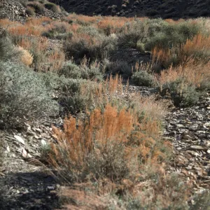 Death Valley National Park, Aguerreberryi Pt.