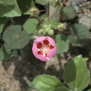 Eremalche rotundifolia