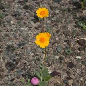 Baileya