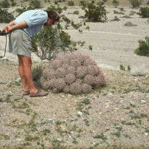 Echinocactus polycephalus