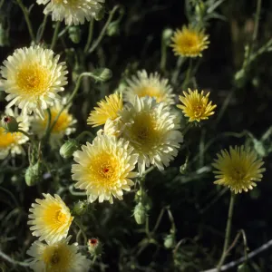 Geraea?