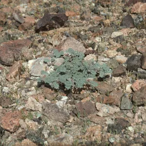 Dalea