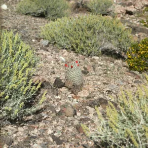 Ambrosia dumosa