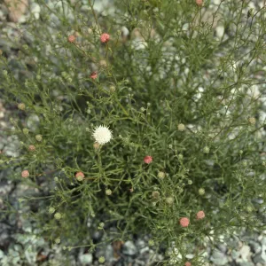 Chaenactis fremontii