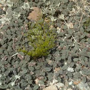 Dalea mollis