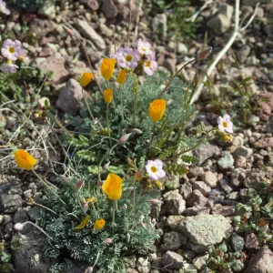 Eschscholzia (California Poppy)