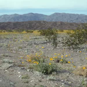 Geraea in Death Valley