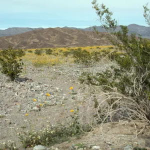 Geraea in Death valley