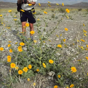 Geraea in bloom, Death valley