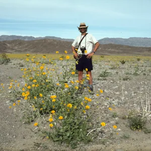 Geraea in bloom, Death Valley. Owen Dell