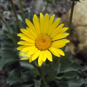 Enceliopsis covillei flower