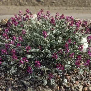 Astragalus