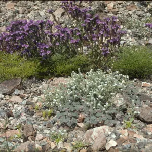 Wildflower 'garden'