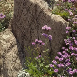 Phacelia