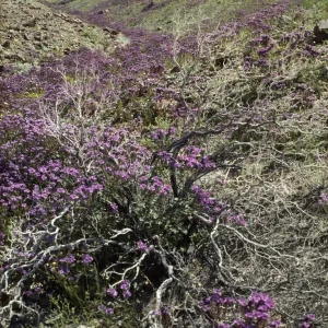 Phacelia
