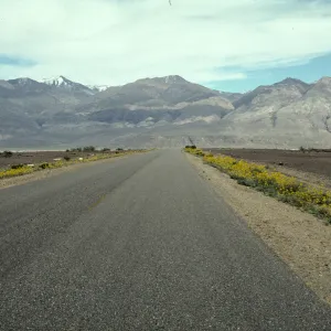 Road with Geraea