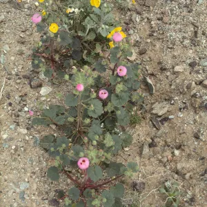 Camissonia with Eremalche rotundifolia