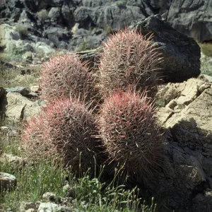 Echinocactus polycephalus, Argus Mountains