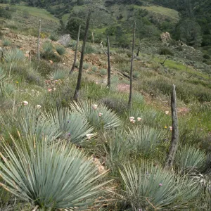 Yucca whipplei