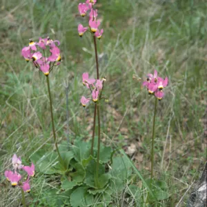 Dodecatheon clevelandii