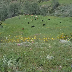 Ranunculus, cows grazing