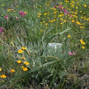Allium crispum