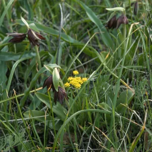 Fritillaria biflora