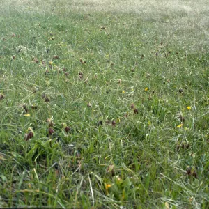 Fritillaria biflora