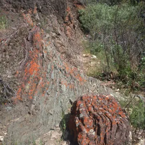strata & lichens