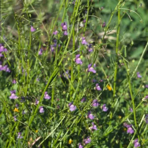 Antirrhinum kelloggii
