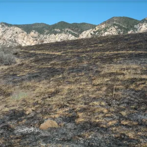 burned landscape, Sage Hill