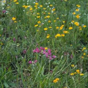 Allium crispum