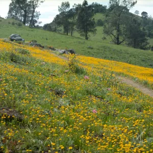 Goldfields at first serpentine outcrop