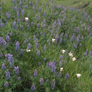 Lupinus (Lupine)