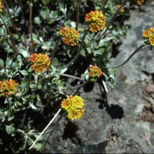 Eriogonum (wild buckwheat) 