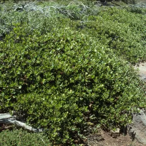 Ceanothus velutinus