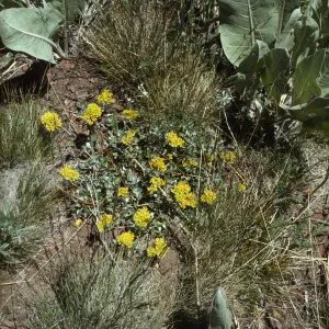 Wyethia and Eriogonum