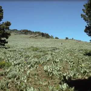 Warner Mountain, field of Wyethia