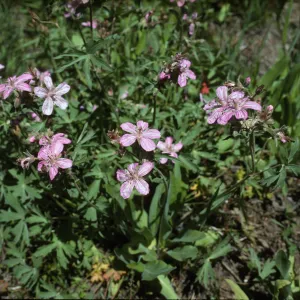 Geranium